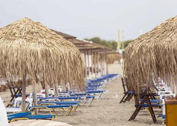 Sophies Olive Haven *